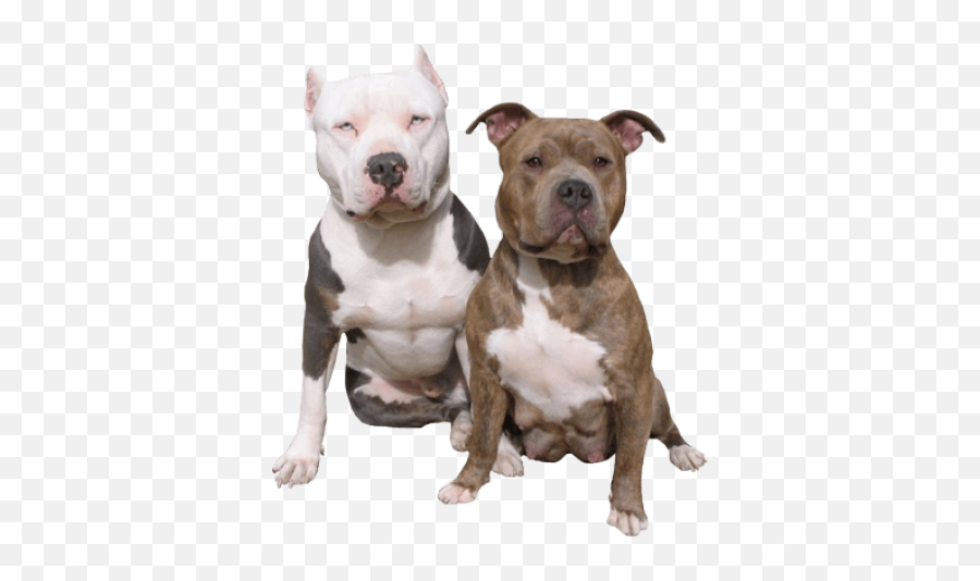 Transparent Png And Vectors For Free Download - Dlpngcom Pitbull Dog No Background Emoji,Pitbull Emoji