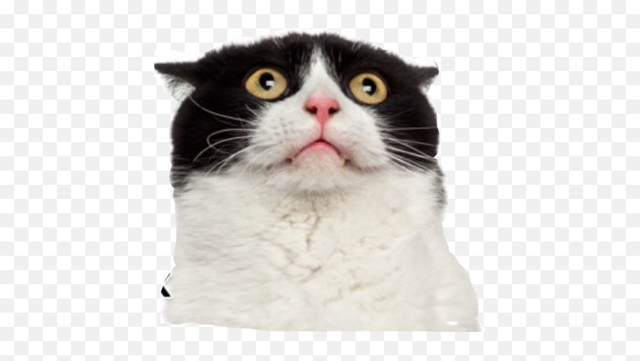 Cat Meme Memes Surprised Stickers - Cat Memes Emoji,Surprised Cat Emoji