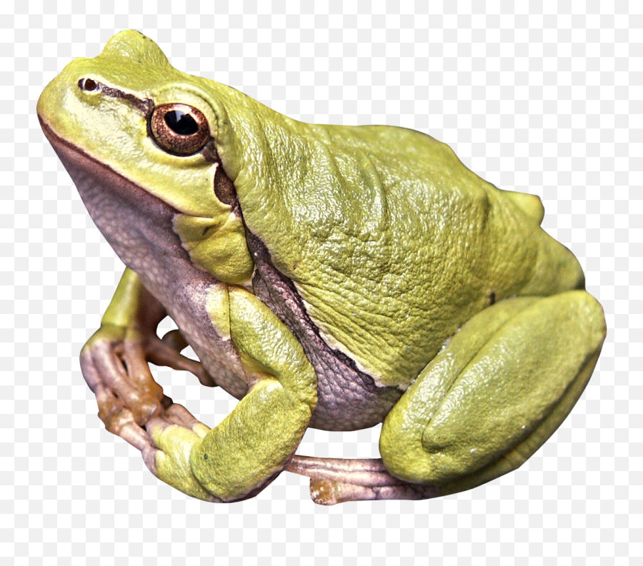 Frog Png Image - Frog Png Emoji,Toad Emoji