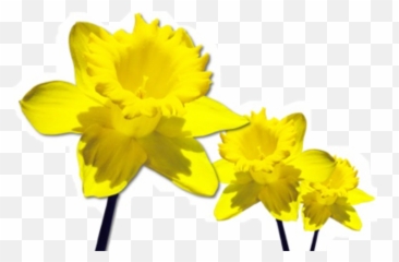 Yellow Flower Flowers Daffodil Sticker By Lily - Daffodils Png Emoji,Daffodil Emoji