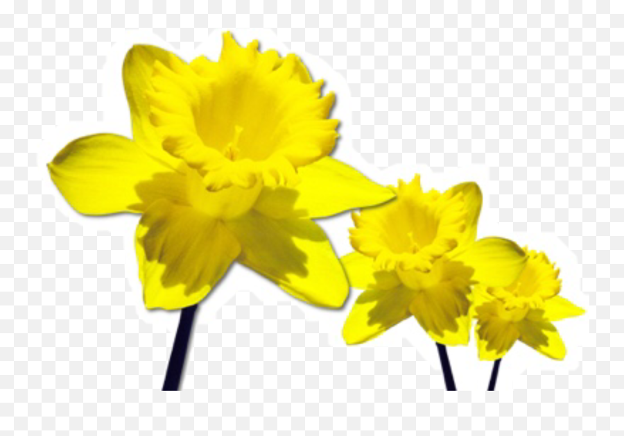 Yellow Flower Flowers Daffodil Sticker By Lily - Daffodils Png Emoji,Daffodil Emoji