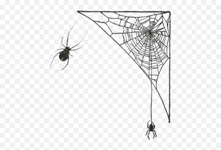 Spider Spiderweb Corner Frame Spiders - Spider Web Emoji,Spiderweb Emoji