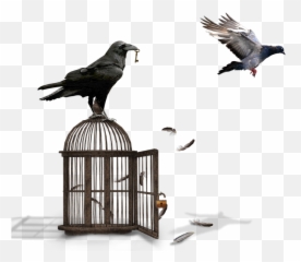 Cage Raven Dove - Common Emoji