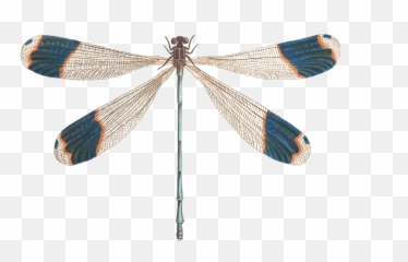 Images For Dp - Dragonfly Png Illustration Emoji,Dragonfly Emoji