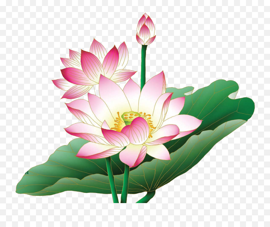 Lotus Flower Png Images Free Download - Lotus Flower Images Hd Png Emoji,Lotus Flower Emoji