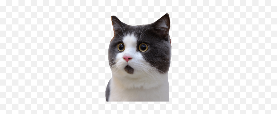 Png Surprised - Transparent Png Cat Head Transparent Background Emoji,Surprised Cat Emoji
