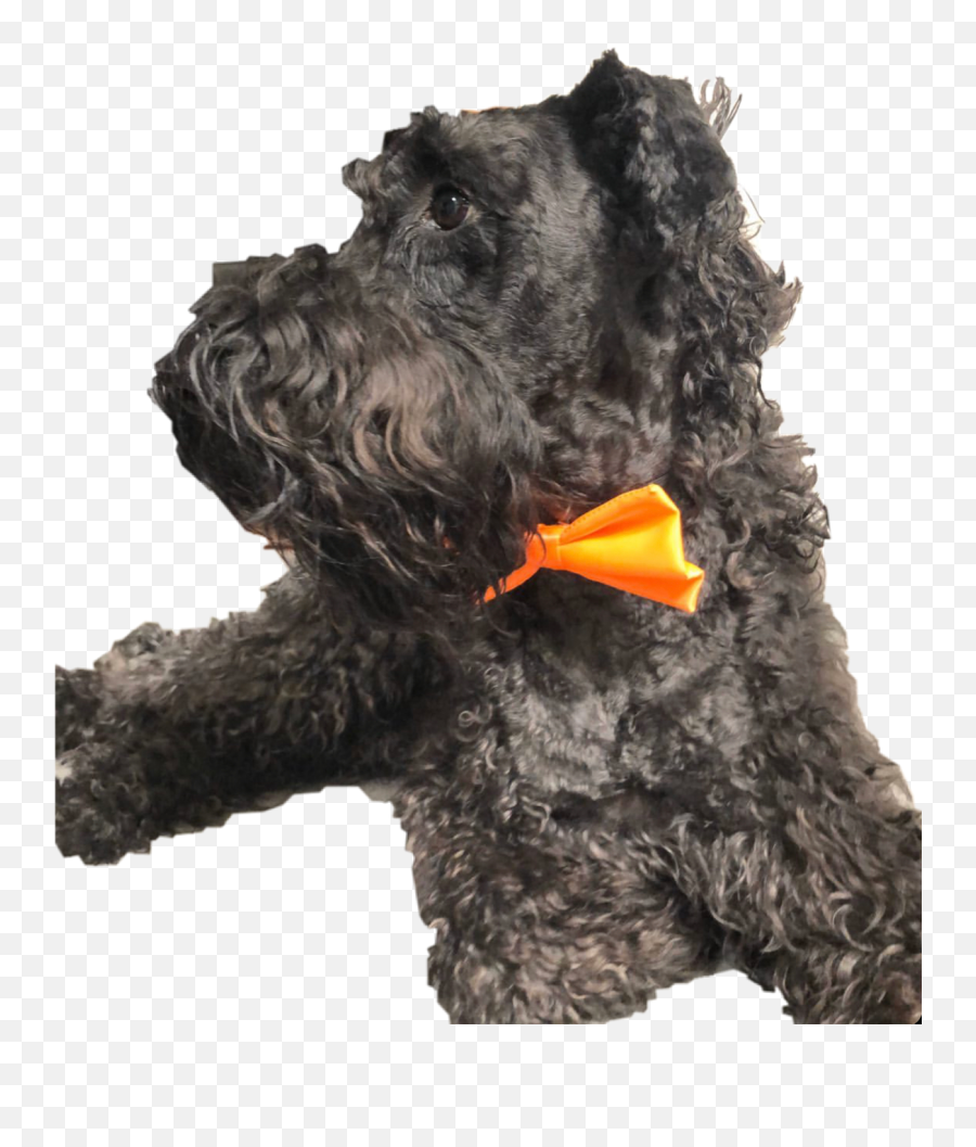 Trending Doggy Stickers - Scottish Terrier Emoji,Scottish Terrier Emoji