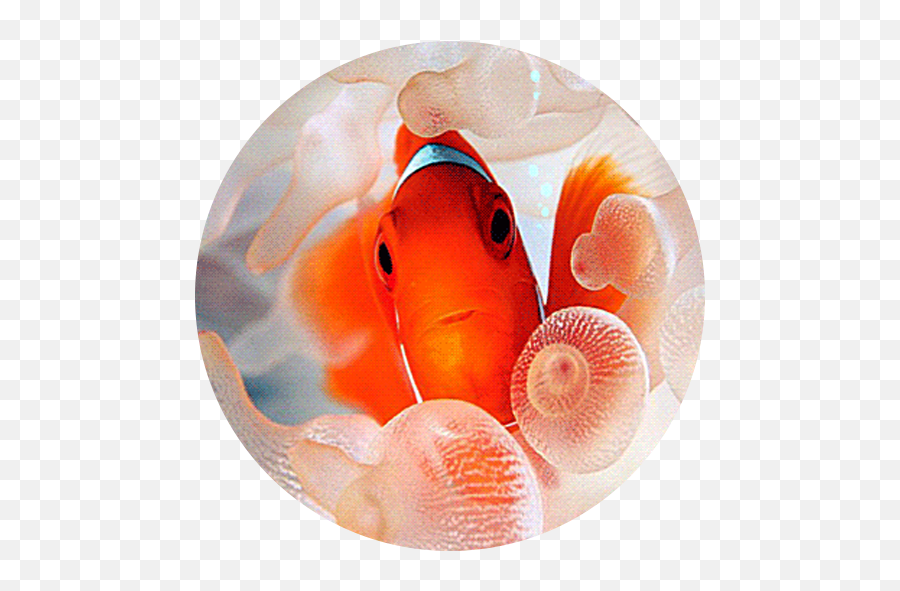 Clownfish Live Wallpaper On Google Play Reviews Stats - Clownfish In Anemone Emoji,Clown Fish Emoji