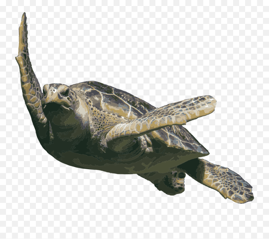 Ocean Life Sea Turtle Salt - Water Tortoise Png Emoji,Turtle Skull Emoji