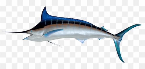 Download Hd Free Png Fish Images - Swordfish Emoji