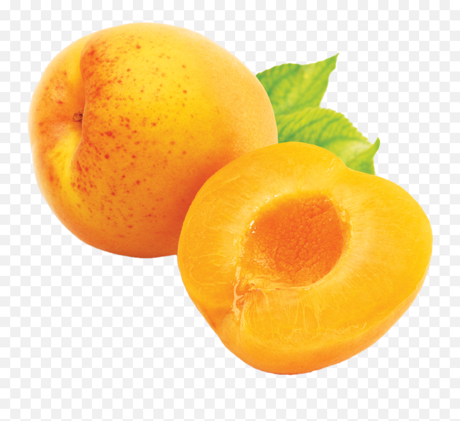 Apricot Png - Apricot Png Emoji,Harley Davidson Emoji