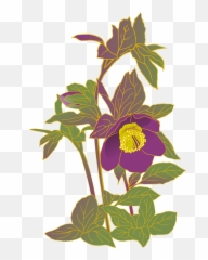 Free Christmas Rose Flower Images - Hellebore Emoji
