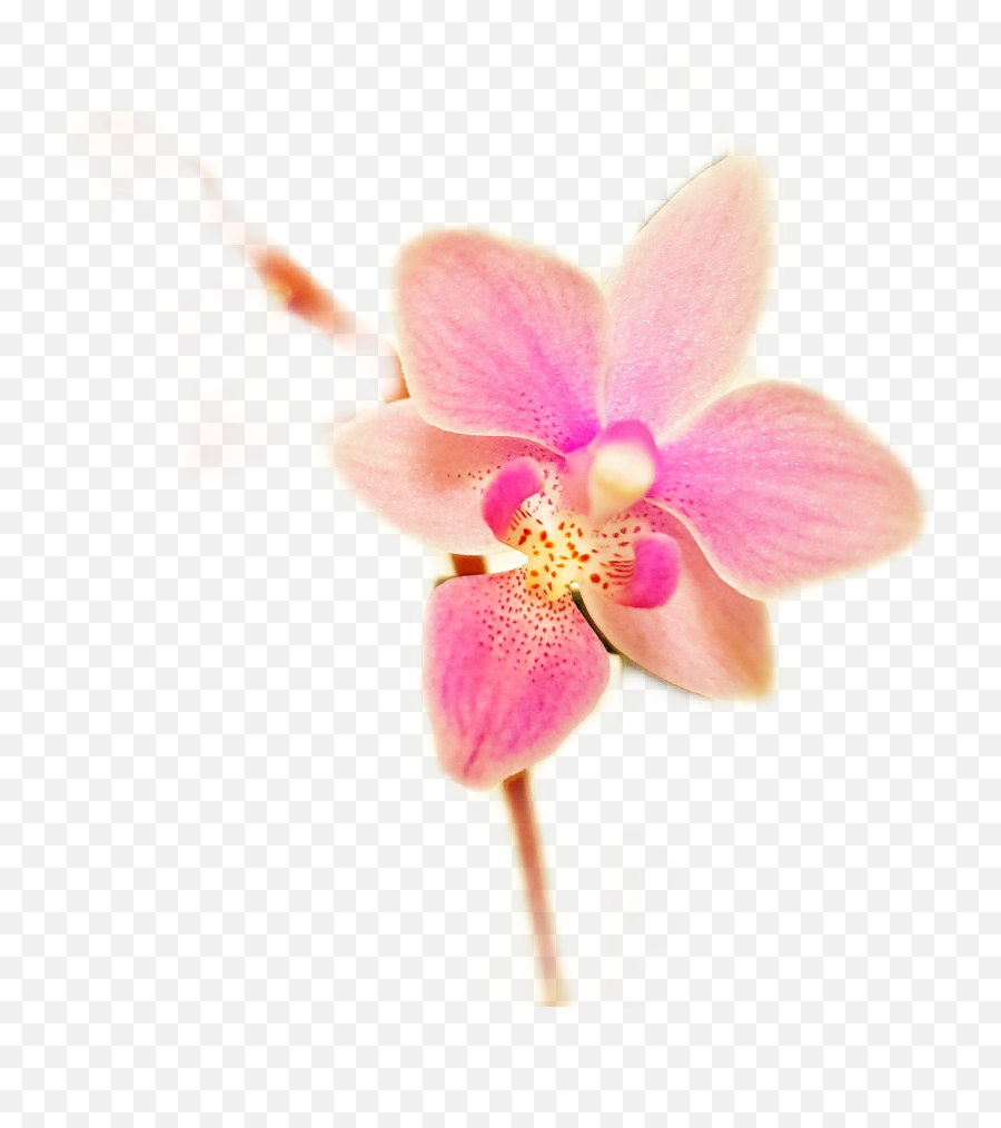 Orchid Orchids Orchidaceae Phalaenopsis - Orchids Of The Philippines Emoji,Orchid Emoji
