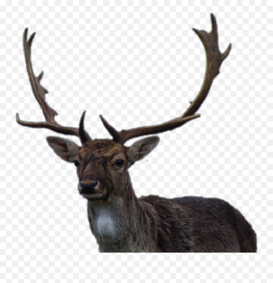 Deer Buck Wildlife Antlers - Caribou Reindeer Emoji,Buck Deer Emoji