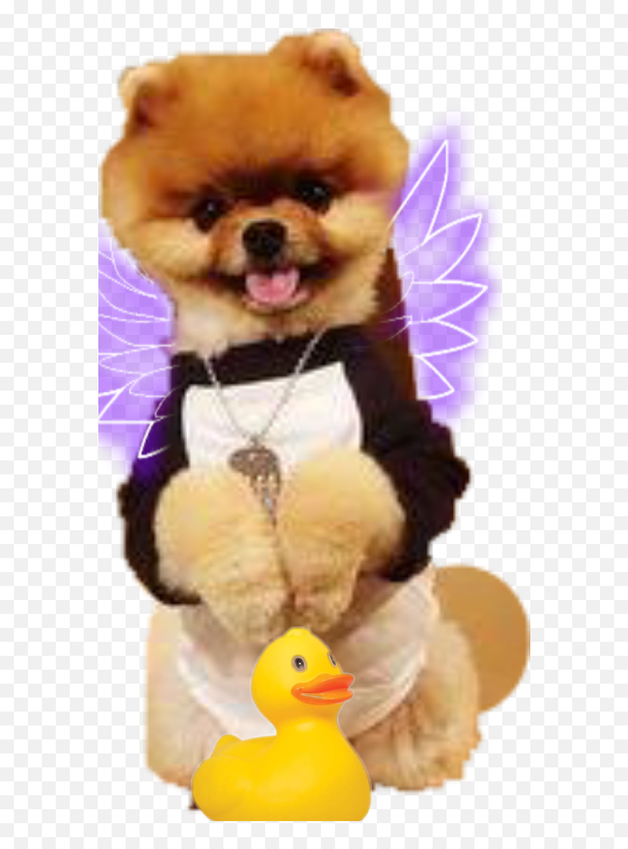 Largest Collection Of Free - Toedit Jiffpom Stickers On Picsart Chien Trop Trop Mignon Emoji,Jiffpom Emoji