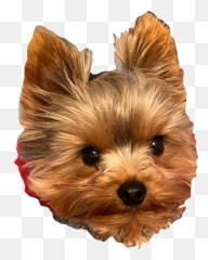 Popular And Trending Bills Stickers On Picsart - Yorkshire Terrier Emoji,Hunnid Emoji