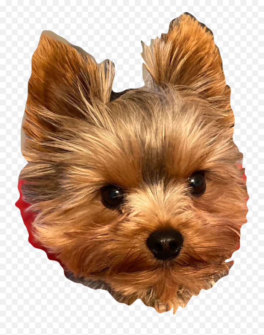 Popular And Trending Bills Stickers On Picsart - Yorkshire Terrier Emoji,Hunnid Emoji