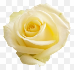 Png Transparent Background Flower - Transparent Background Png Of Roses Emoji,Yellow Rose Emoji