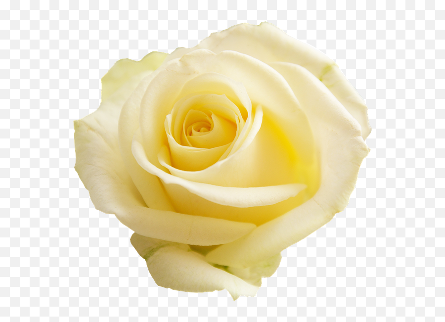 Png Transparent Background Flower - Transparent Background Png Of Roses Emoji,Yellow Rose Emoji