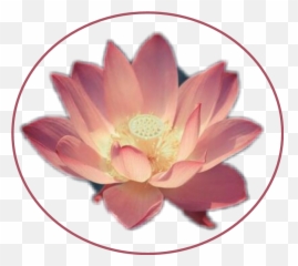 pink flower lotus lilly sticker - Sacred Lotus Emoji