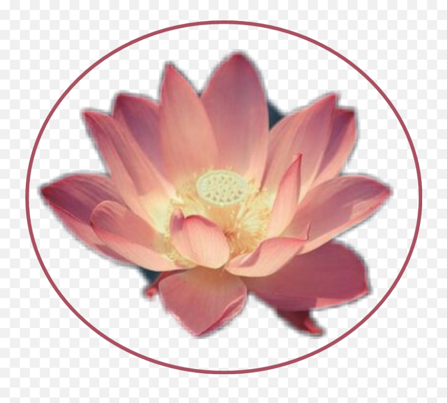Pink Flower Lotus Lilly Flower Sticker - Sacred Lotus Emoji,Lotus Emoji