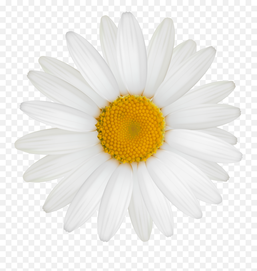 Daisy Flower Png Daisy Flower Png - Daisies Black And White Emoji,Yellow Flower Emoji
