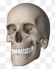 Skull Skeleton Bone Bones Skulls - Emoji