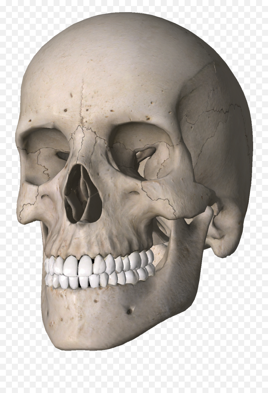 Skull Skeleton Bone Bones Skulls - Skull Emoji,Skull And Bones Emoji