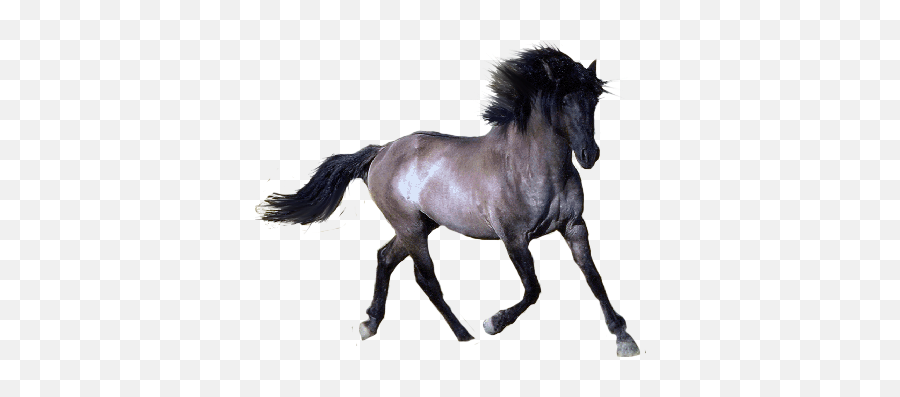 Horse Png Image Free Download Picture Transparent Background - Horse With Transparent Background Emoji,Lying Down Emoticon