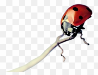 Download Free Png Red Insects Png 2015 By Mano - Dlpngcom Insect Emoji,Emoji Mano