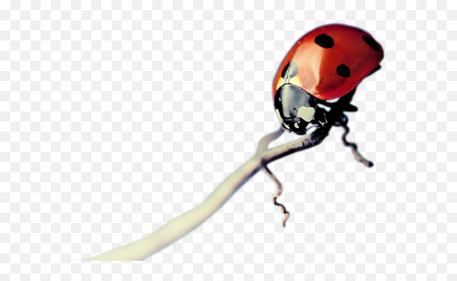 Download Free Png Red Insects Png 2015 By Mano - Dlpngcom Insect Emoji,Emoji Mano