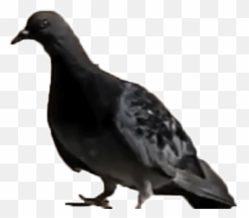 Top Fly Away Stickers For Android Ios - Pigeon Gif Transparent Emoji