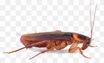Cockroach Png Transparent - Transparent Background Cockroach Png Emoji,Cockroach Emoji