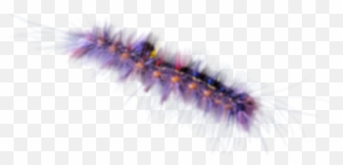 Worm Caterpillar Butterfly Fuzzy Terrieasterly - Grammia Virgo Emoji,Worm Emoji