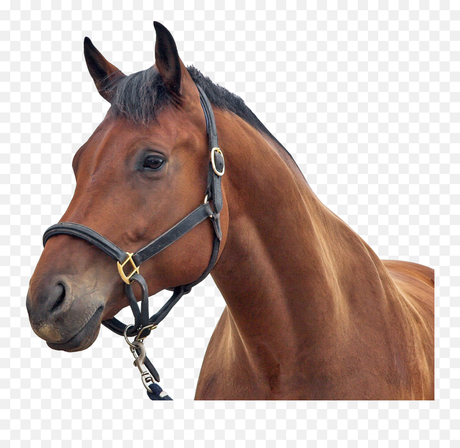 Horse Face Transparent Png Clipart - Transparent Background Horse Png Hd Emoji,Horse Face Emoji