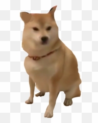 Shibe Shibenation Doggo Meme - Companion Emoji