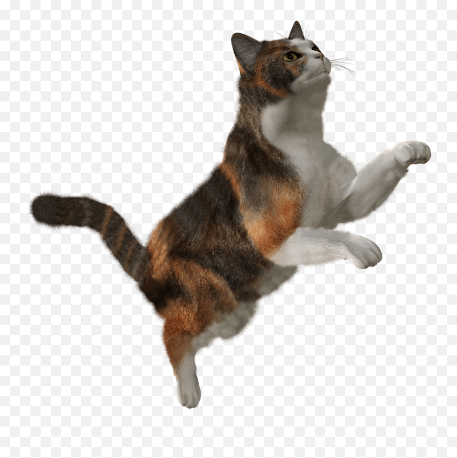 Cute Cat Png Image Download Picture Kitten - Falling Cat Png Emoji,Cute Cat Emoji