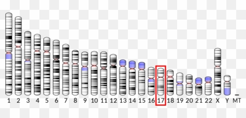 Ideogram Human Chromosome 17 - Gba Gene Emoji,Sex Emoji