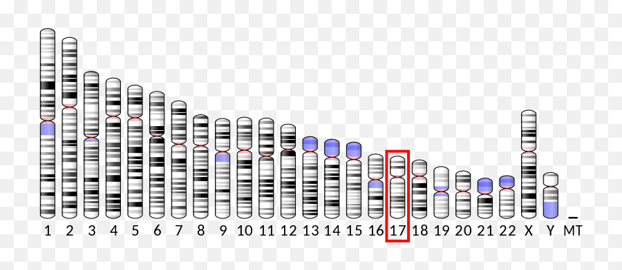 Ideogram Human Chromosome 17 - Gba Gene Emoji,Sex Emoji