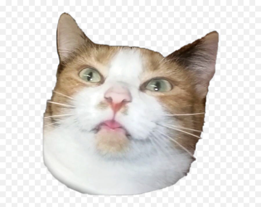Cat Catface Cute Face Funny Cats Pets Animal Animals - Domestic Cat Emoji,Catface Emoji