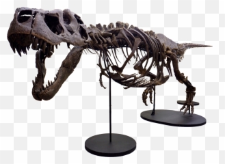Download Victoria The T Rex Hd Png Download - Uokplrs Arizona Science Center Emoji,Velociraptor Emoji
