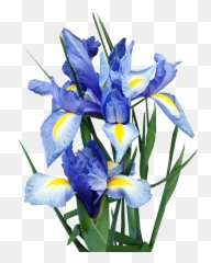 Iris Dutch Blue - Portable Network Graphics Emoji