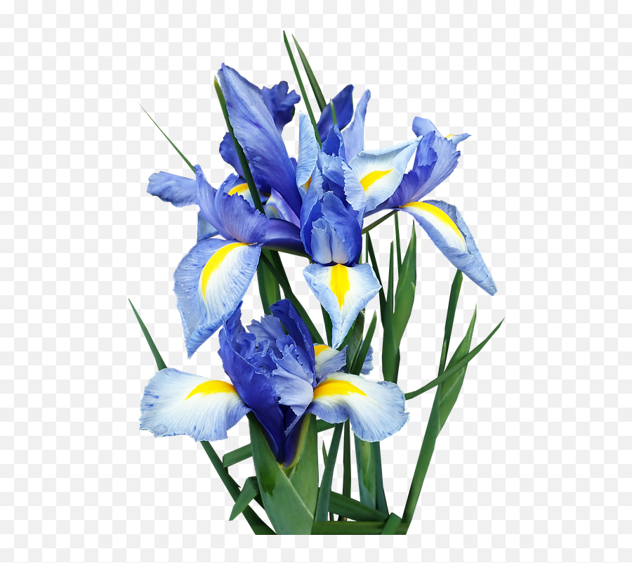 Iris Dutch Blue - Portable Network Graphics Emoji,Blowing Bubbles Emoji