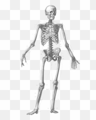 Standing Human Skeleton Vector Image - Diagram Png Emoji