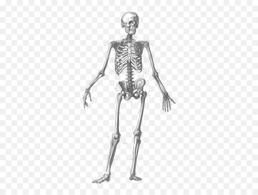 Standing Human Skeleton Vector Image - Skeleton Diagram Png Emoji,Chicken Bone Emoji