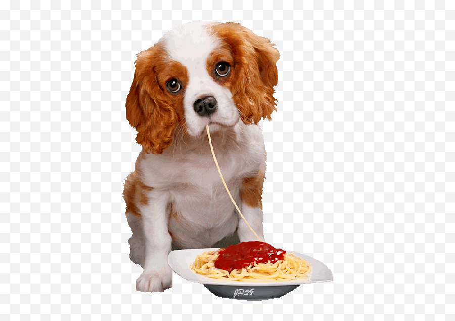 Top Nora Charles Stickers For Android U0026 Ios Gfycat - Cavalier King Charles Spaniel Gif Transparent Emoji,Dog Emoticon