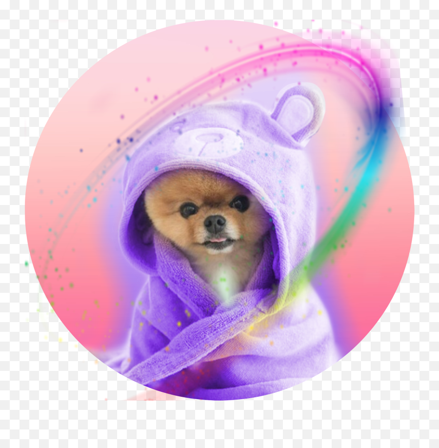 Largest Collection Of Free - Toedit Jiffpom Stickers On Picsart Dog Emoji,Jiffpom Emoji