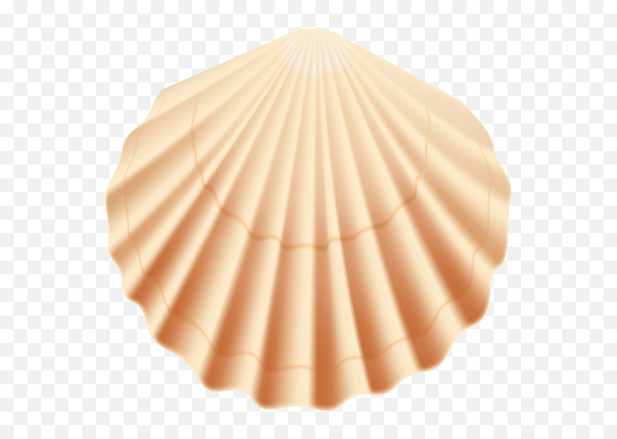 Seashells Clipart Transparent Background Seashells - Transparent Background Seashells Clipart Png Emoji,Seashell Emoji