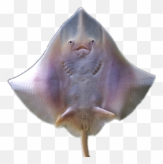 Stingray - Skate Emoji,Stingray Emoji