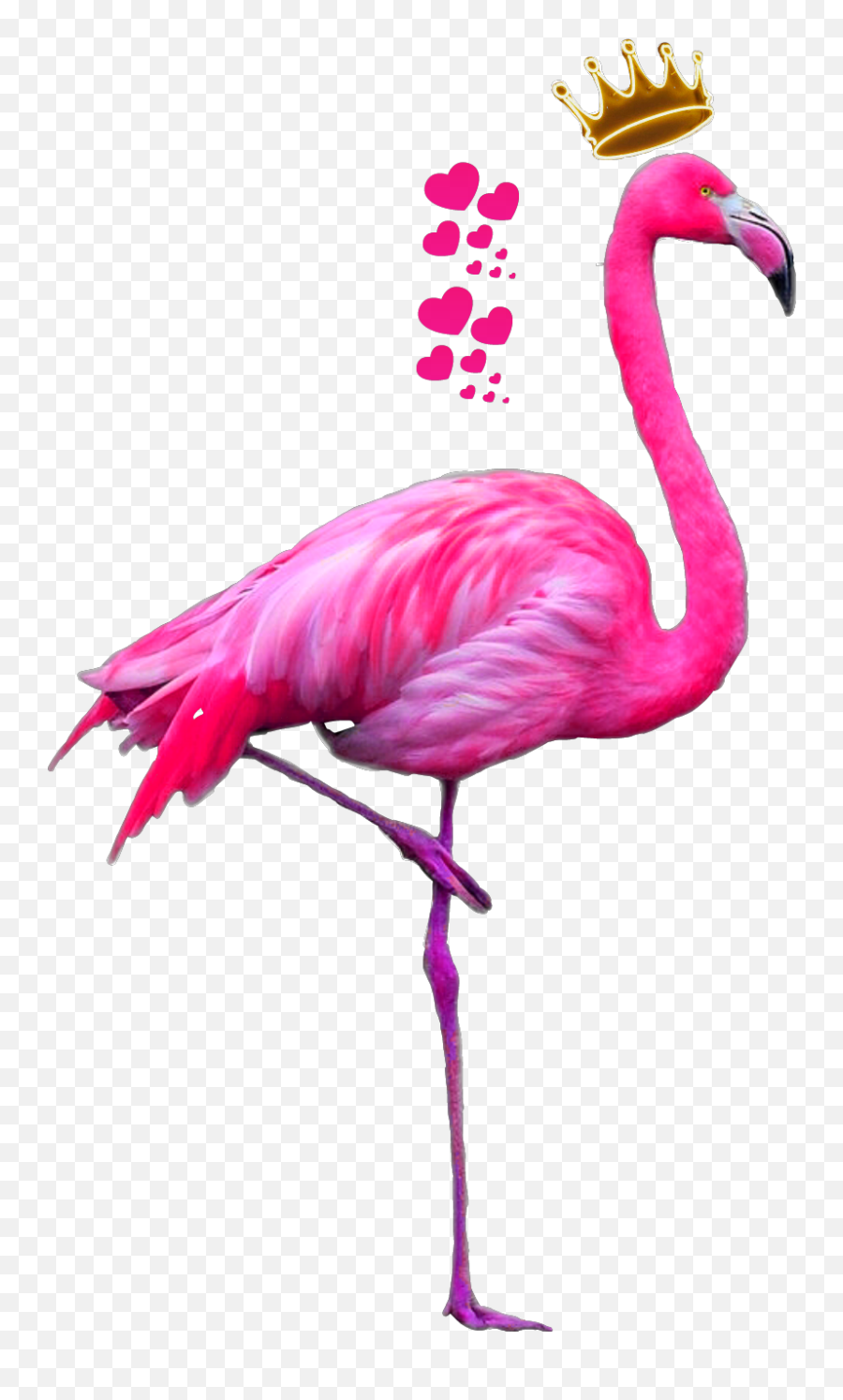 Free - Flamingo Png Emoji,Flamenca Emoji